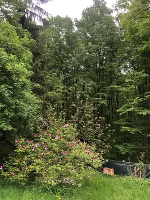 Ein Garten an der Unterkunft Haus Bartberg