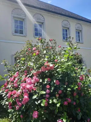 Ein Garten an der Unterkunft Gästehaus Parkfrieder