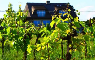 Ein Garten an der Unterkunft Self Check-in Self Catering Apartment mit Seeblick und Klimaanlage - Neusiedlersee