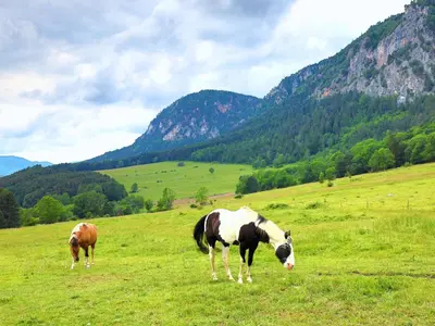 Tiere in der Zelt-Lodge oder in der Nähe