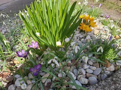 Ein Garten an der Unterkunft Ferienwohnung Anita