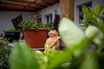 Ein Garten an der Unterkunft Winzerferienhaus Schüller