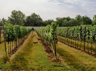 Ein Garten an der Unterkunft Schlafgut am Johanneshof