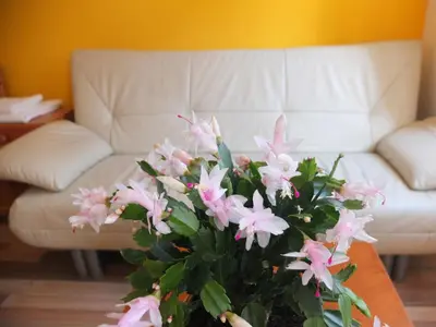 Ein Sitzbereich in der Unterkunft Leopoldauer Apartment
