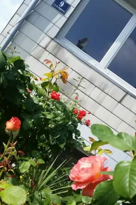 Ein Garten an der Unterkunft Apartment nahe Rosenhügel