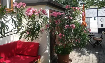 Ein Garten an der Unterkunft Gästehaus Elfriede