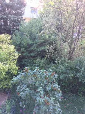 Ein Garten an der Unterkunft Apps 21