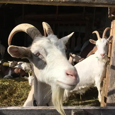 Tiere in der Ferienwohnung oder in der Nähe