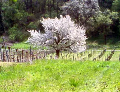 Ein Garten an der Unterkunft Siebenbrüderhof