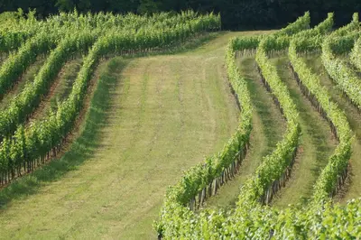 Ein Garten an der Unterkunft Winzerzimmer - Weingut Tinhof
