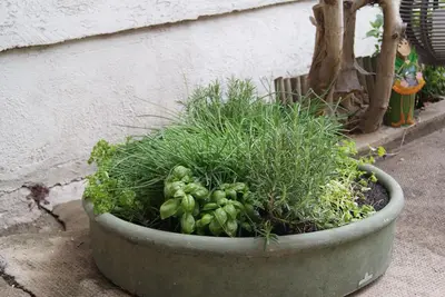 Ein Garten an der Unterkunft Familienferienhaus Amelie