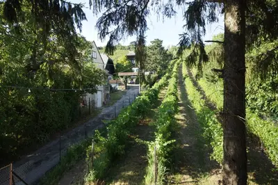 Ein Garten an der Unterkunft Vacationhome in the vineyards