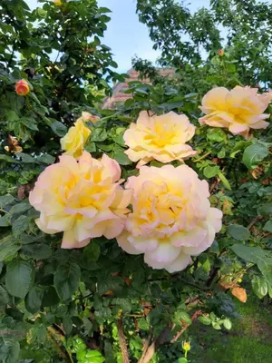 Ein Garten an der Unterkunft Eisenstadt Apartments
