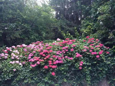 Ein Garten an der Unterkunft Exquisites Gartenapartment in eleganter Jugendstilvilla