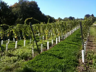 Ein Garten an der Unterkunft Exquisites Gartenapartment in eleganter Jugendstilvilla