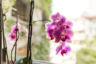 Ein Garten an der Unterkunft Hotel Korotan