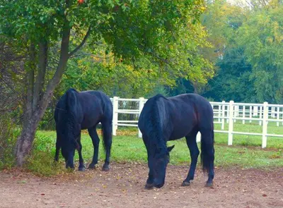 Tiere in diesem Bauernhof oder in der Nähe