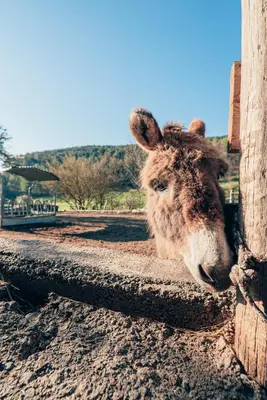 Tiere in der Ferienwohnung oder in der Nähe