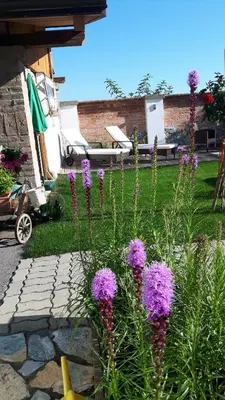 Ein Garten an der Unterkunft Gästezimmer Victoria