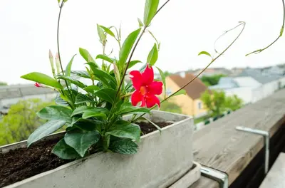 Ein Balkon oder eine Terrasse in der Unterkunft Gästehaus Herlinde