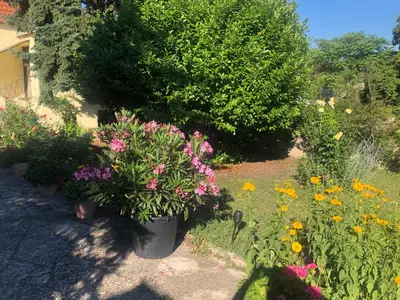 Ein Garten an der Unterkunft Das kleine Haus