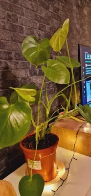 TV/Unterhaltungsangebot in der Unterkunft Cozy Home Vienna