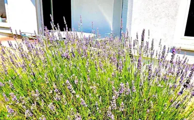 Ein Garten an der Unterkunft Dreamly Suites