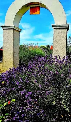 Ein Garten an der Unterkunft Dreamly Suites