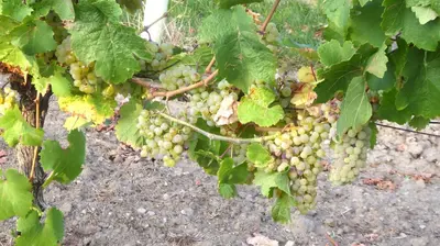 Ein Garten an der Unterkunft Wohnen im schönsten Viertel Wiens