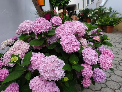 Ein Garten an der Unterkunft Casa Zara