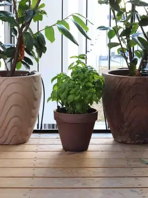 Ein Garten an der Unterkunft Smart Apt mit Balkon am Augarten park Nähe Zentrum